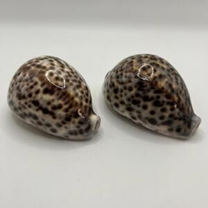 Cypraea Tigris 2 Set 4” & 3.5” Natural Tiger Cowrie Seashells Craft Beach Decor